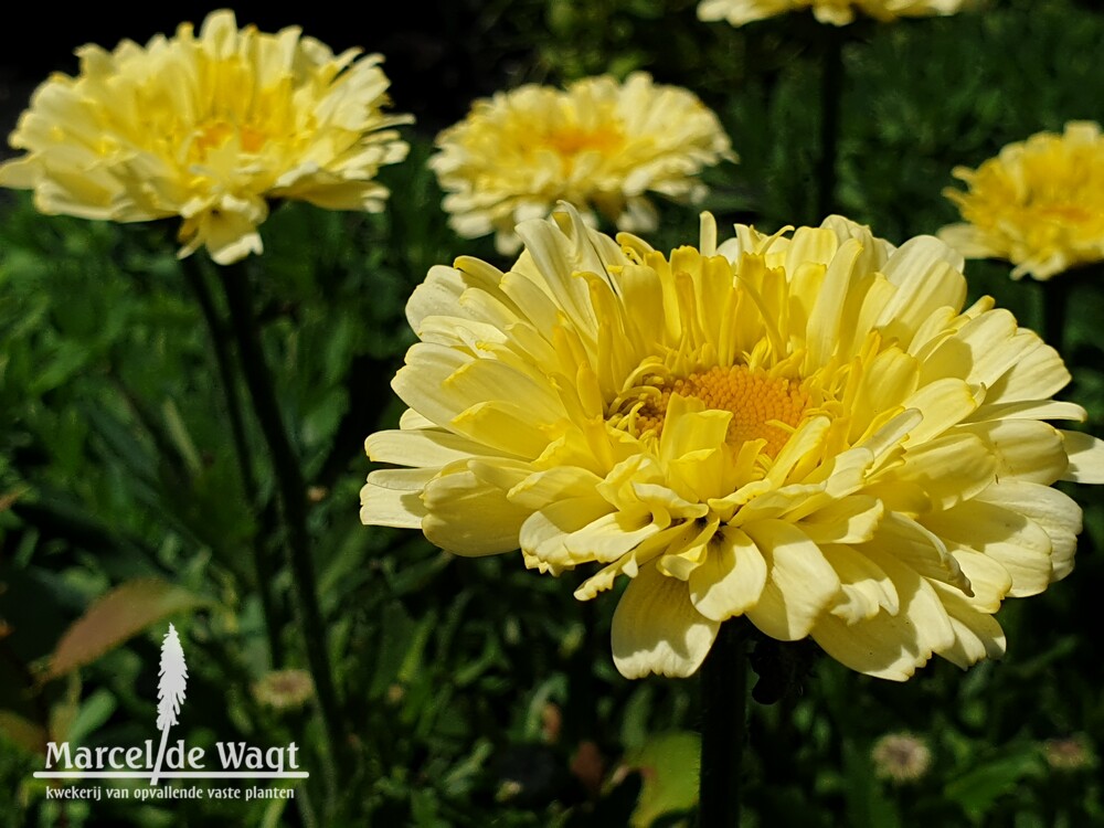 Leucanthemum x superbum Real Dream