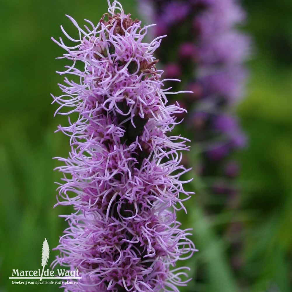 Liatris spicata Kobold