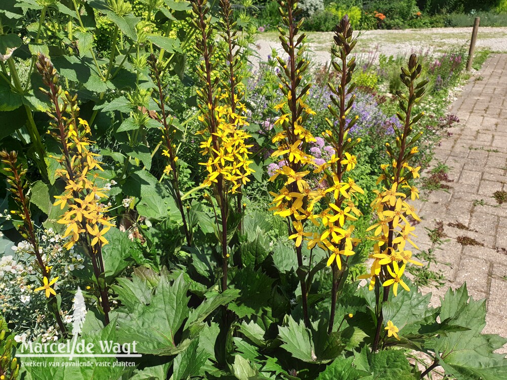 Ligularia Bottle Rocket