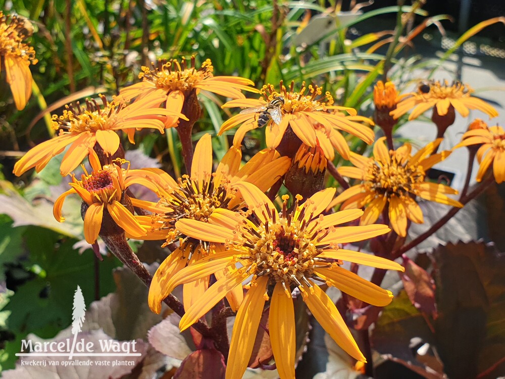 Ligularia dendata Franz Feldweber