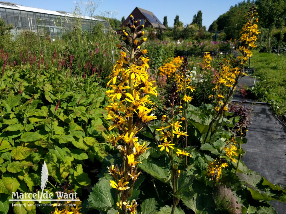 Ligularia dendata Sommergold