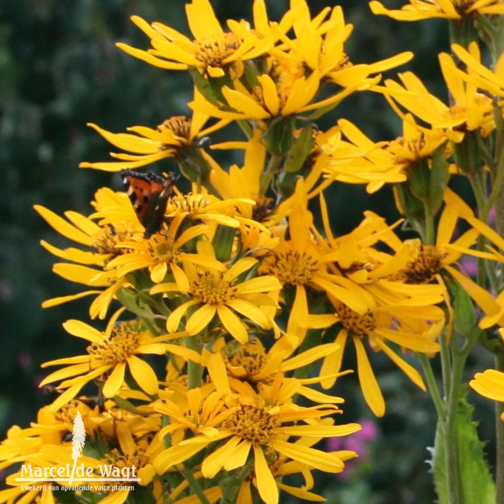 Ligularia hessei