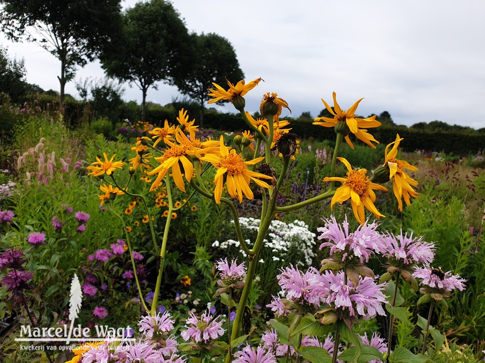 Ligularia japonica Rising Sun