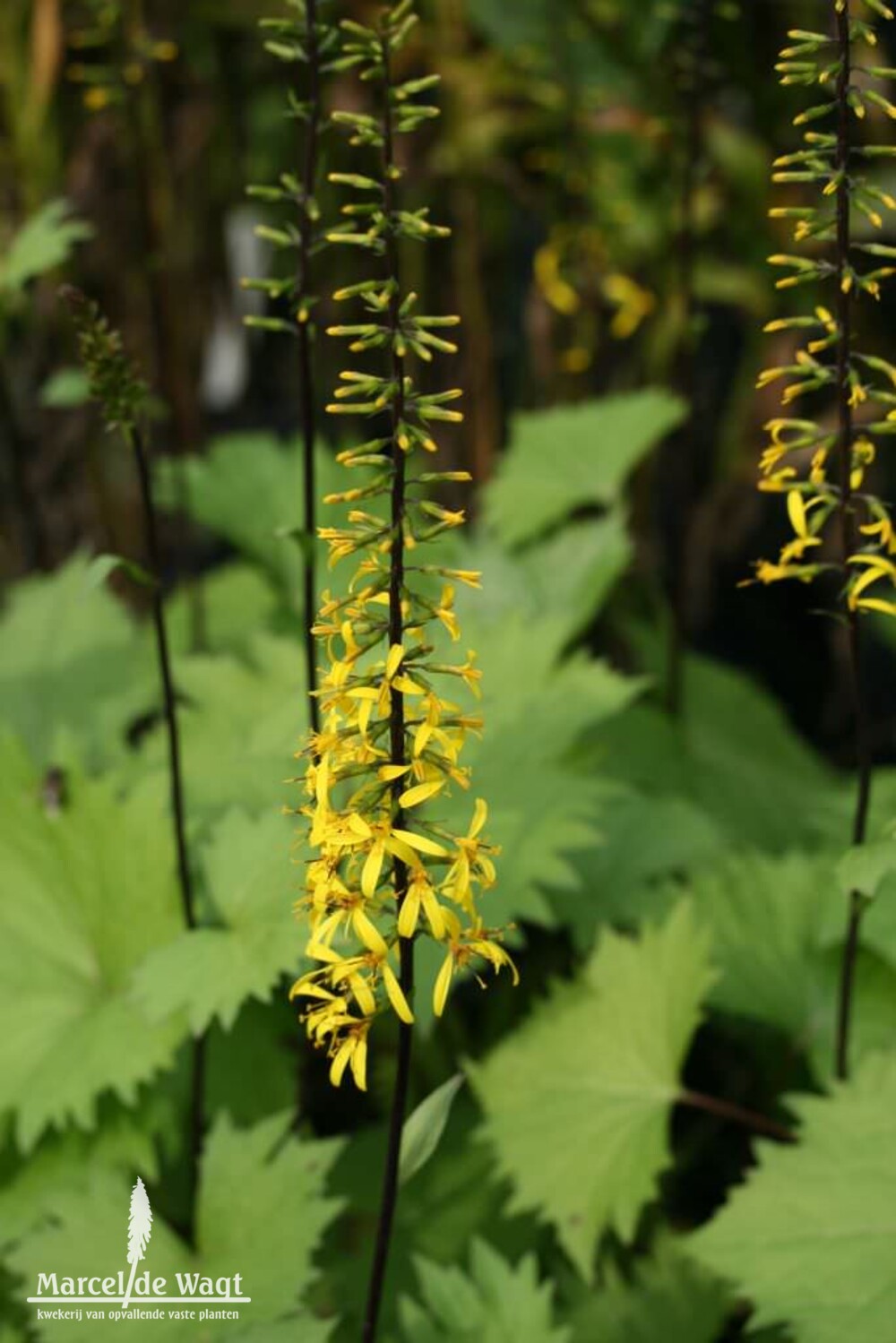 Ligularia tangutica The Rocket