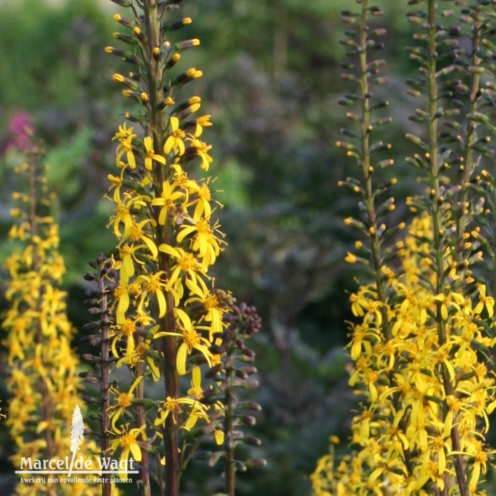 Ligularia Weihenstephan Gold