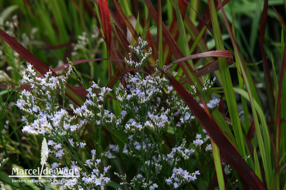 Limonium latifolium Robert Butler