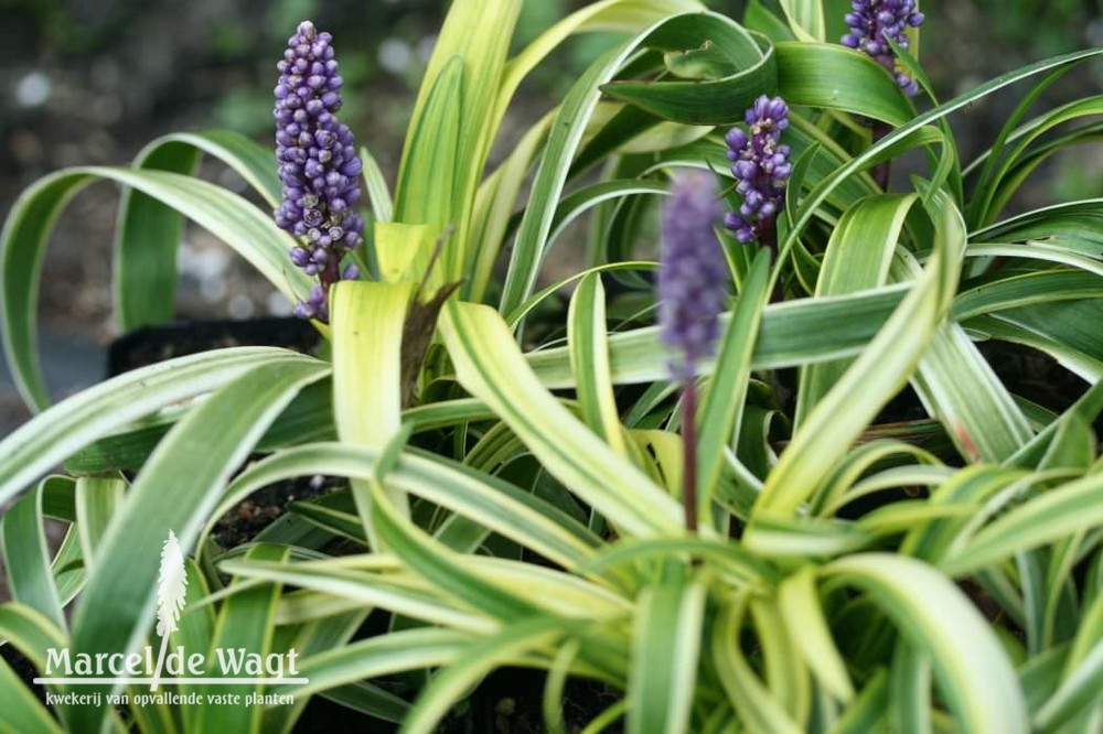 Liriope muscari Gold Banded