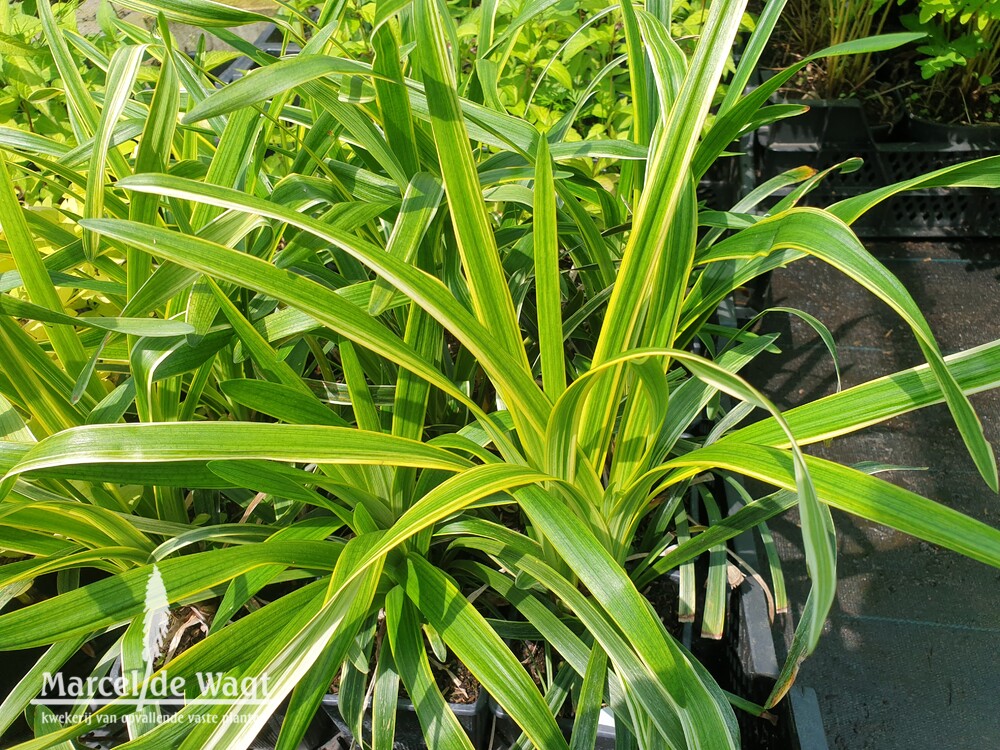 Liriope muscari John Burch