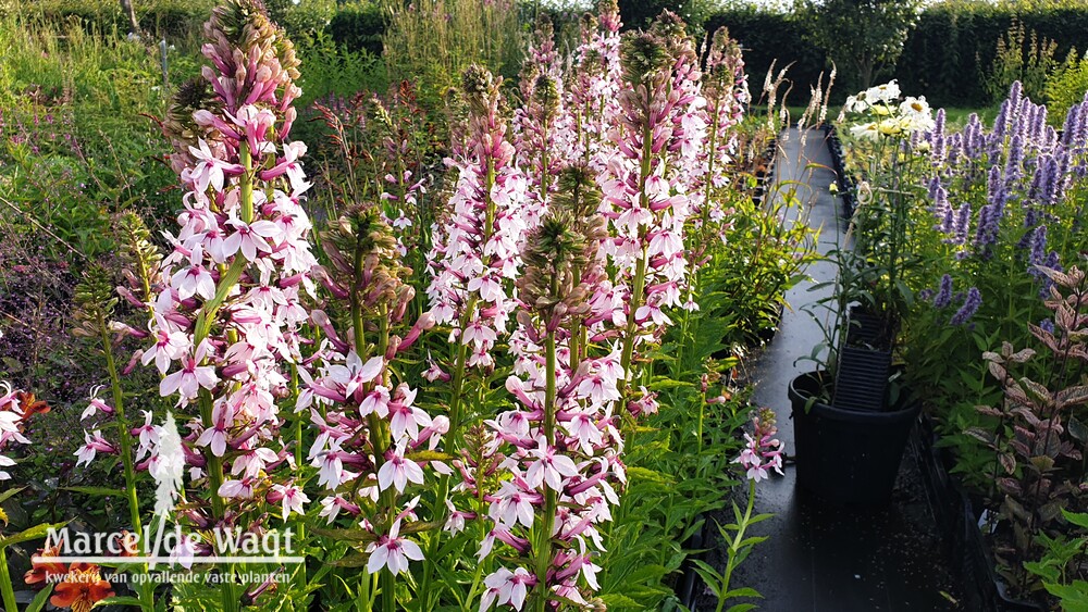Lobelia Compton Pink