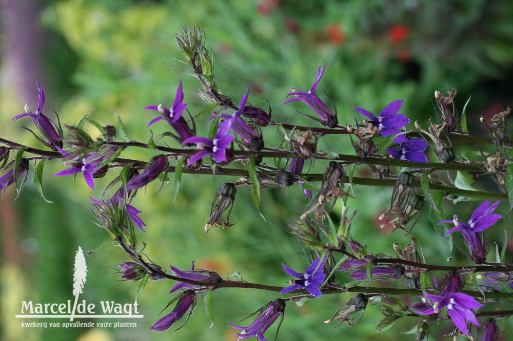 Lobelia gerardii Vedrariensis