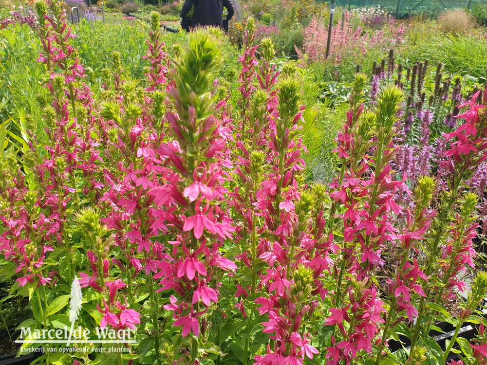 Lobelia Monet Moment