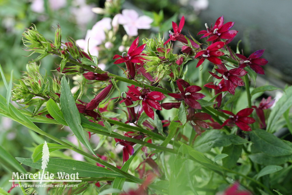 Lobelia Ruby Slippers