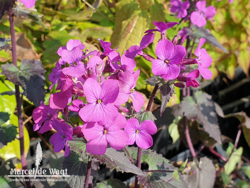 Lunaria annua Chedglow