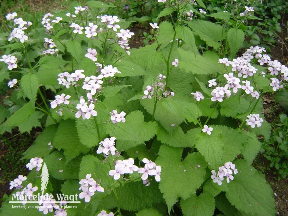 Lunaria rediviva