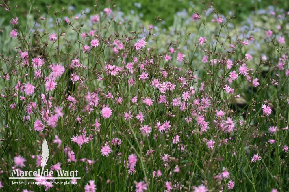 Lychnis salicaria Jenny