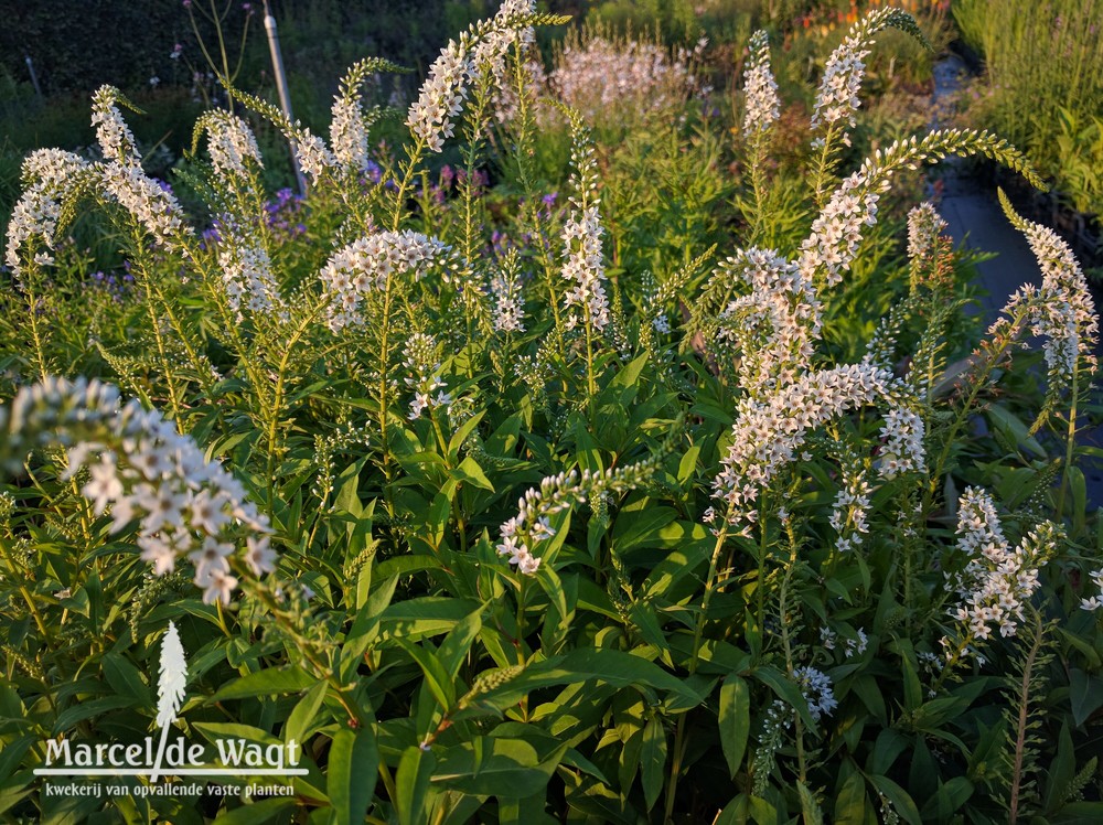 Lysimachia Snowcandle