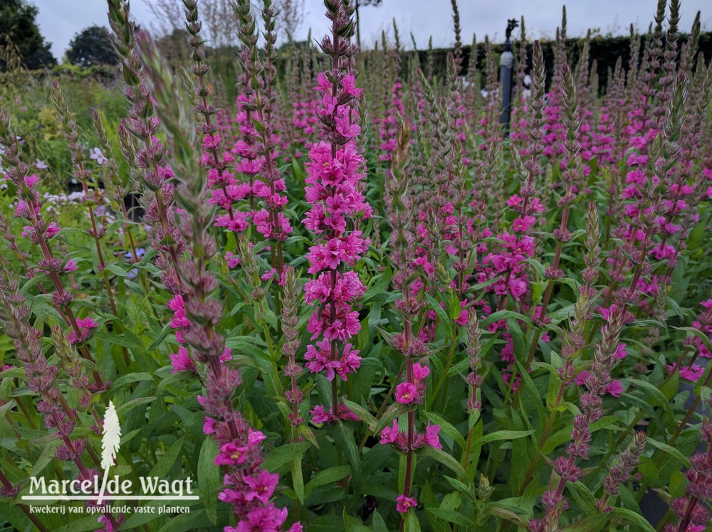 Lythrum salicaria Pink Blush