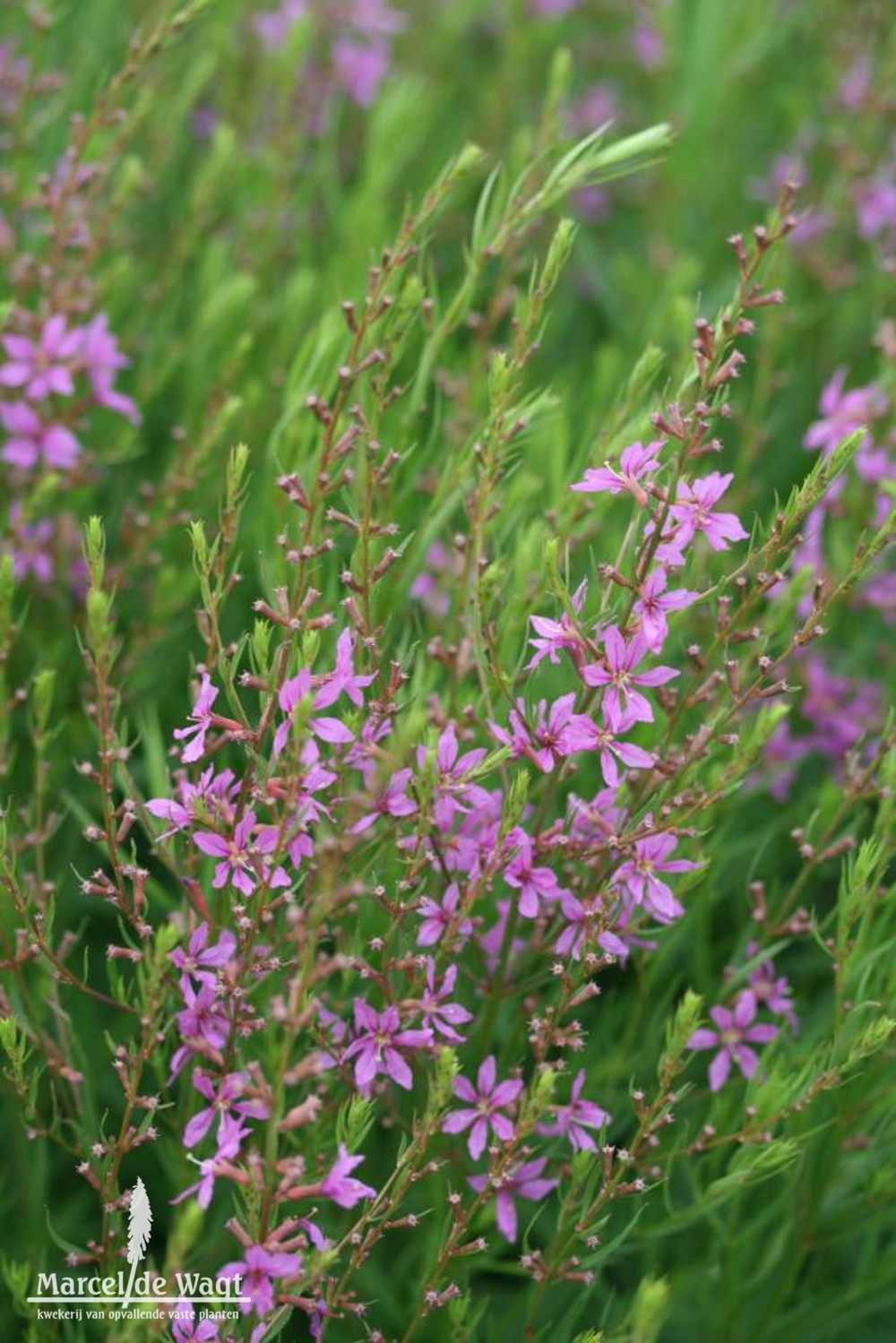 Lythrum salicaria Swirl