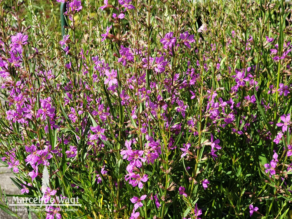 Lythrum virgatum Helene