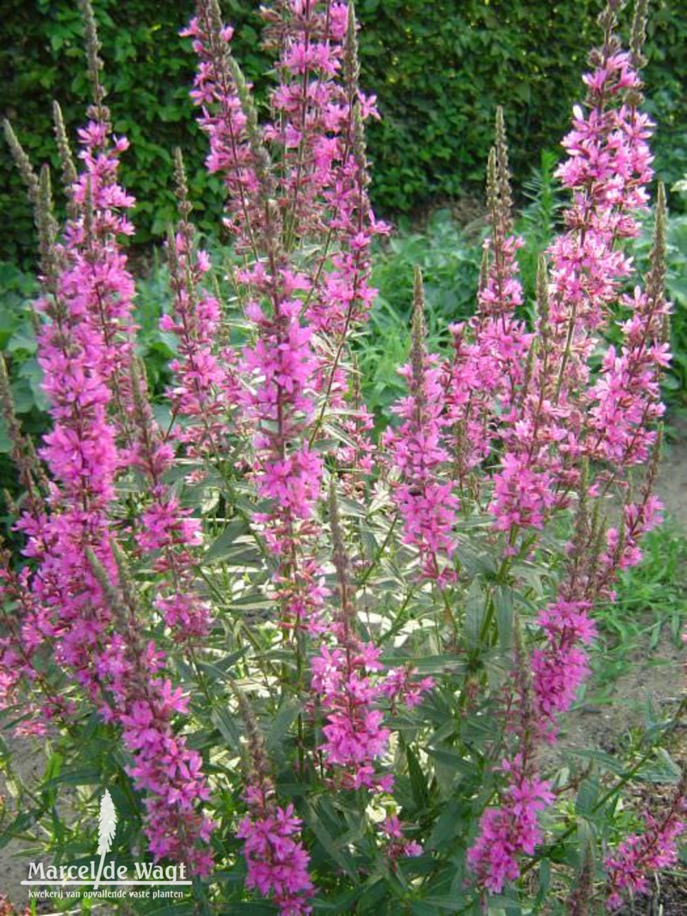 Lythrum virgatum Mordens Pink