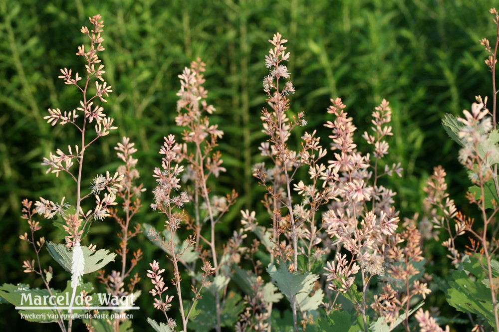 Macleaya microcarpa Kelwyas Coral Plume