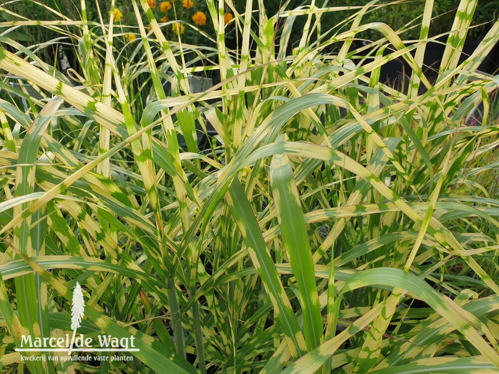 Miscanthus giganteus Alligator