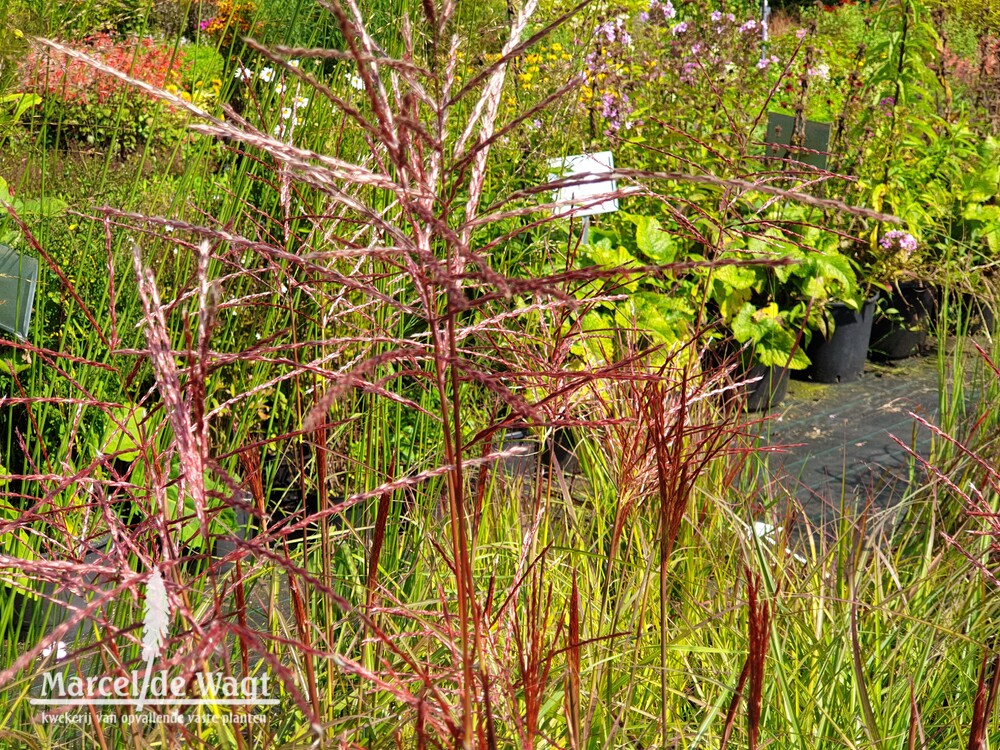 Miscanthus sinensis Ferner Osten