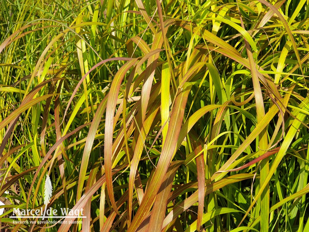 Miscanthus sinensis Ghana