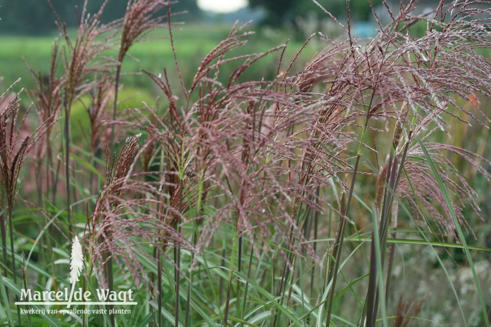 Miscanthus sinensis Malepartus