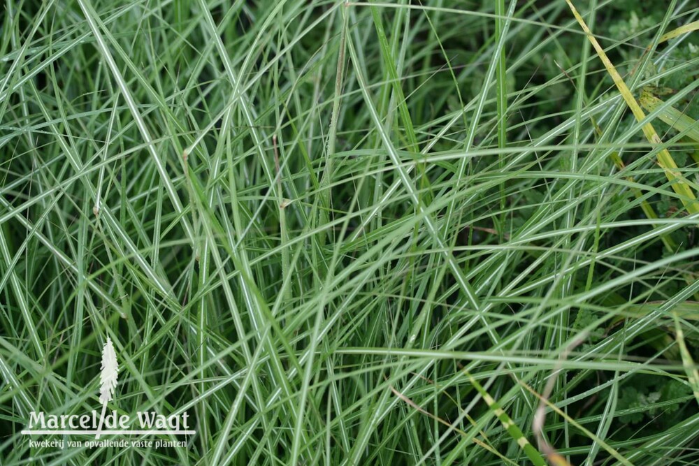 Miscanthus sinensis Yaku Jima