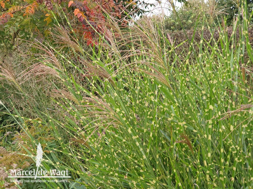 Miscanthus sinensis Zebrinus