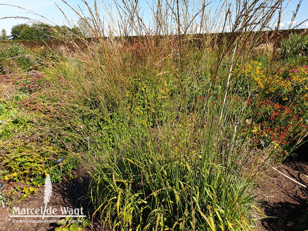 Molinia arundinacea Cordoba