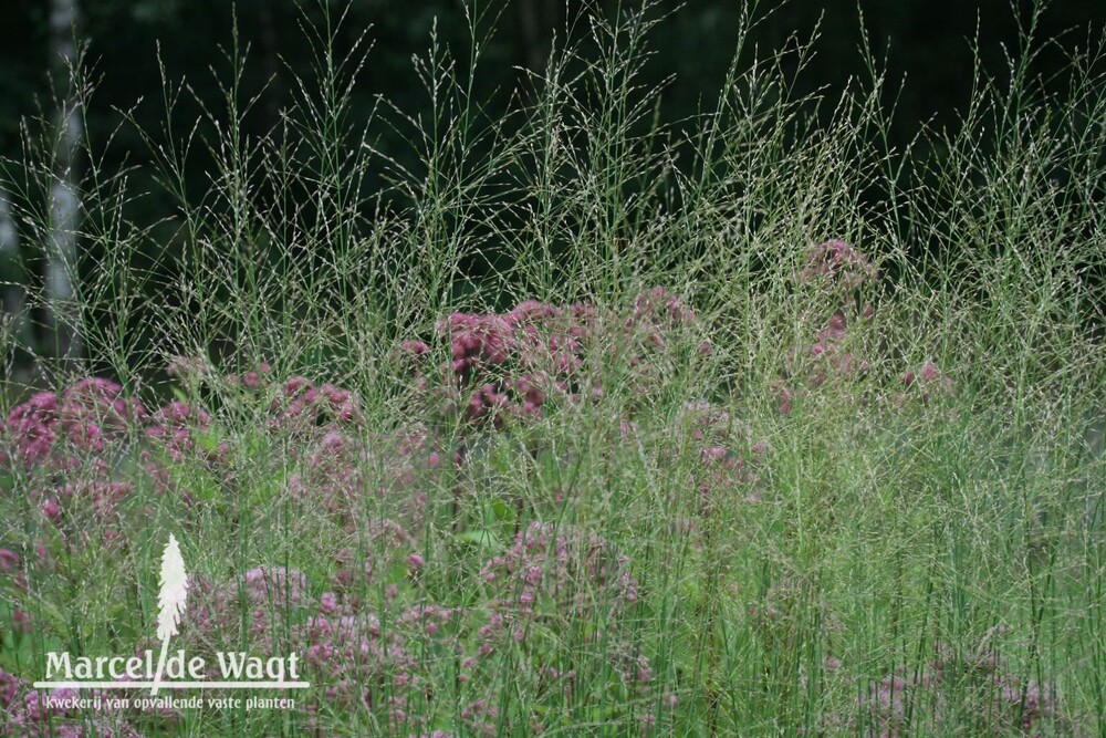 Molinia arundinacea Transparent