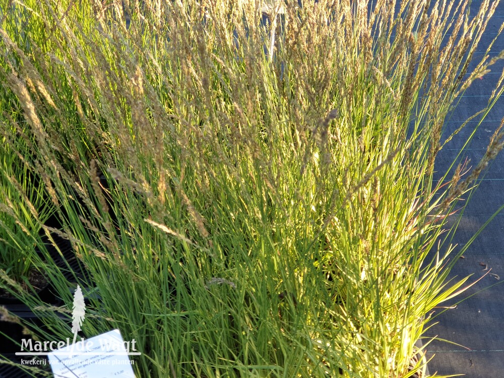 Molinia caerulea Carmarthen