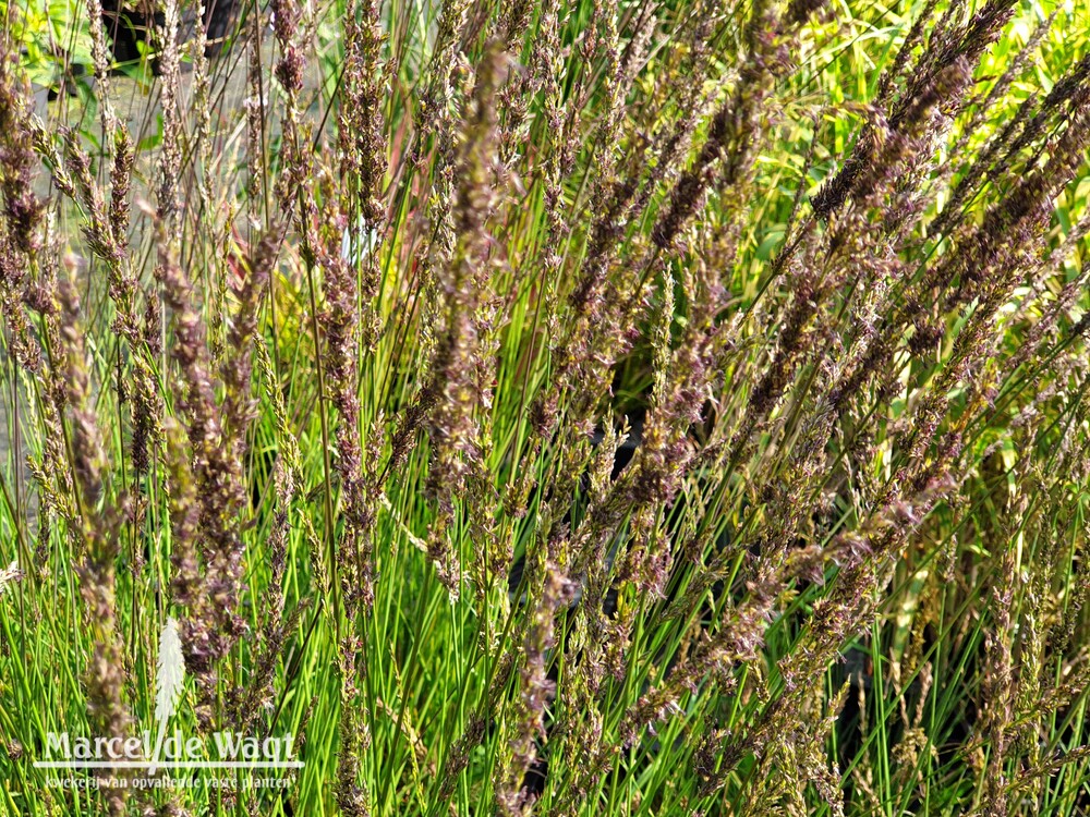Molinia caerulea Moorhexe
