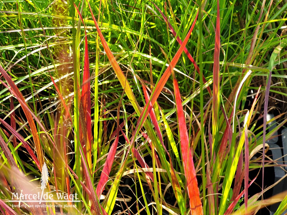 Molinia caerulea Rotschopf