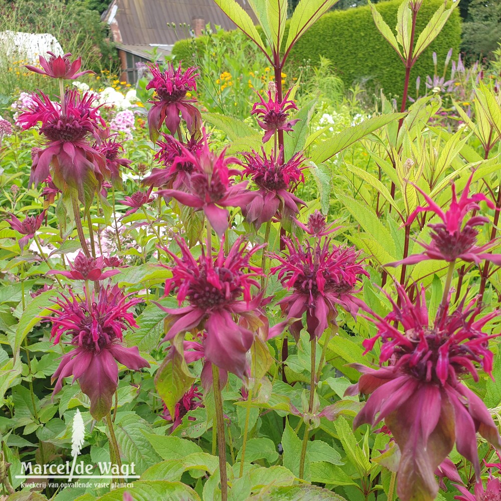 Monarda Amazone