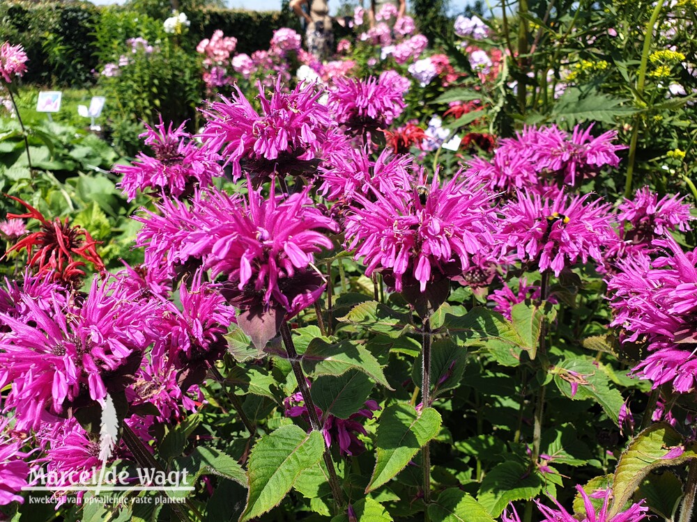 Monarda Bee-Free