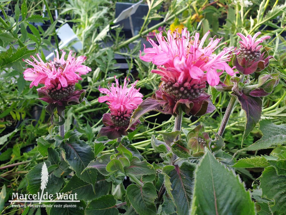 Monarda Bee-Lieve