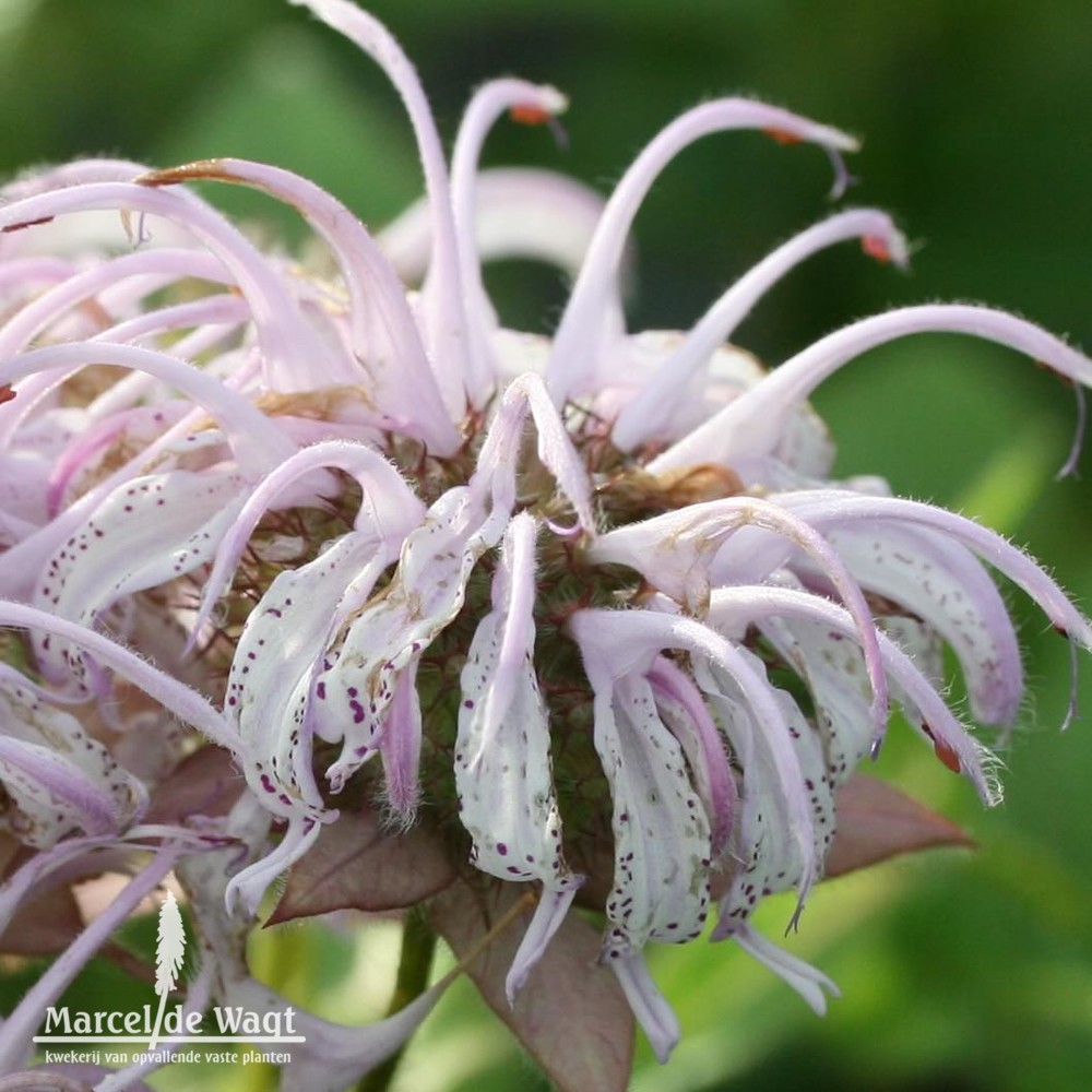 Monarda bradburiana