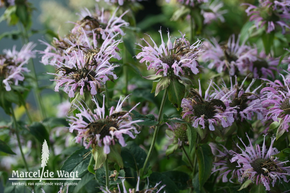 Monarda Camilla