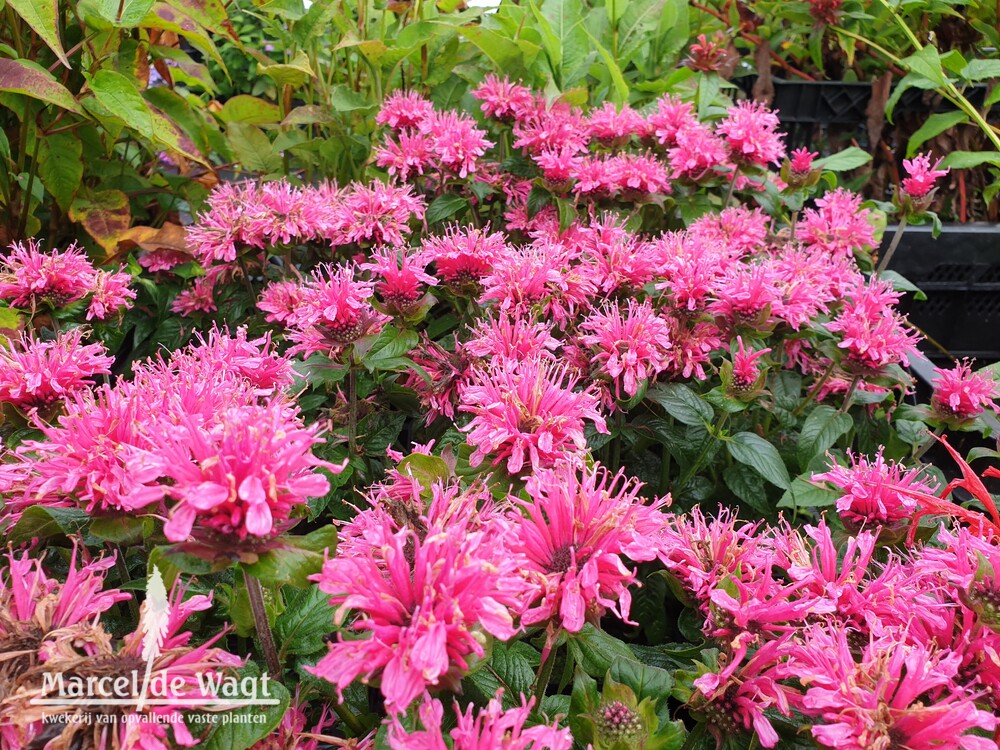 Monarda Cranberry Lace