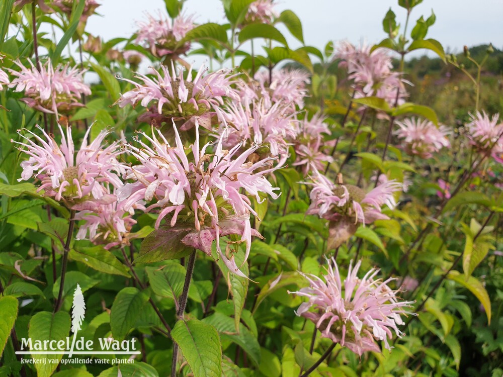 Monarda Gertrude