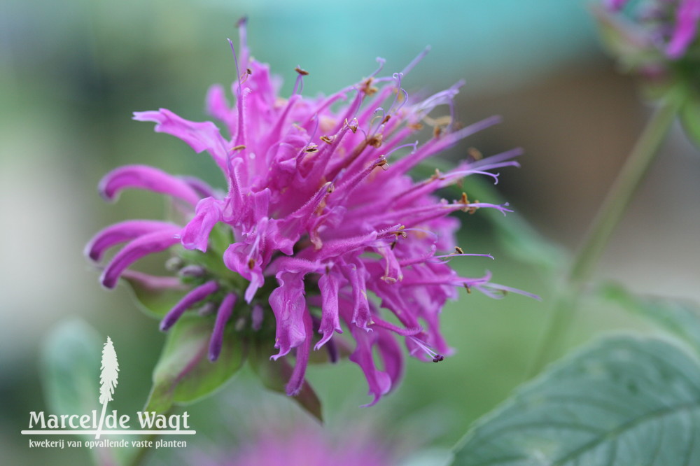 Monarda Huckleberry