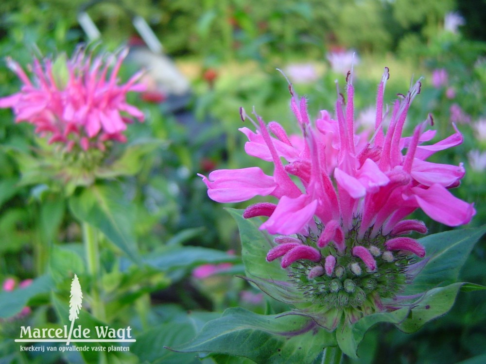 Monarda Marshall's Delight