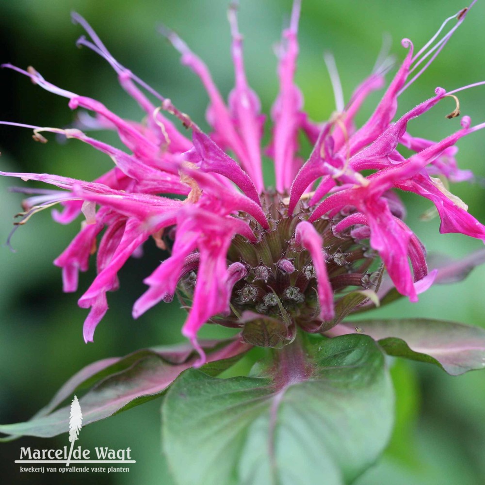 Monarda On Parade