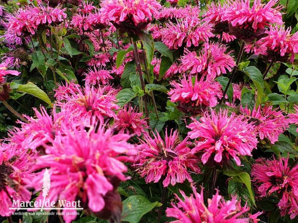 Monarda Pink Lace