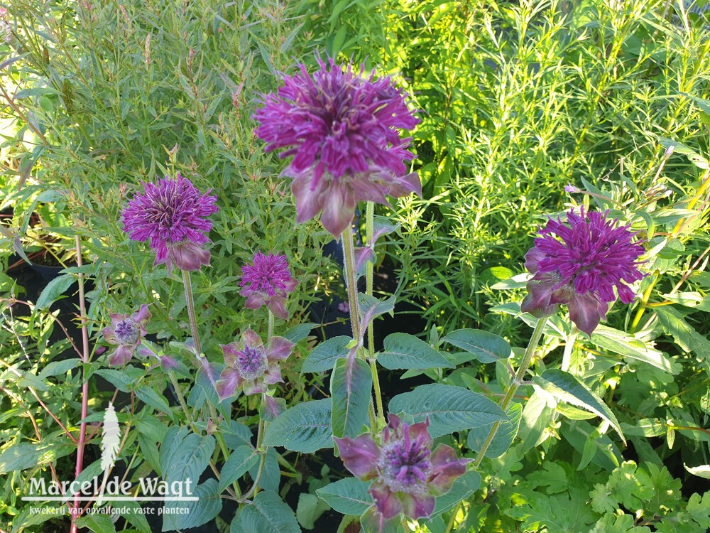 Monarda Purple Rooster