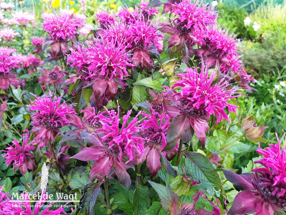 Monarda Vens Duchess of the Afternoon