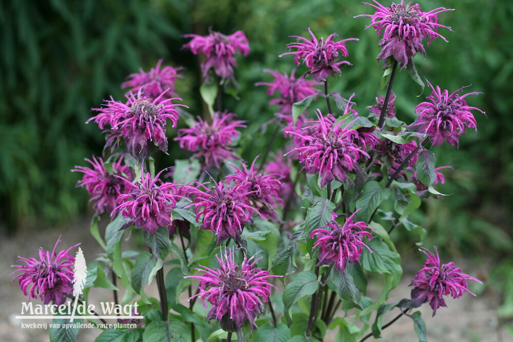 Monarda Vens Knight of the Night